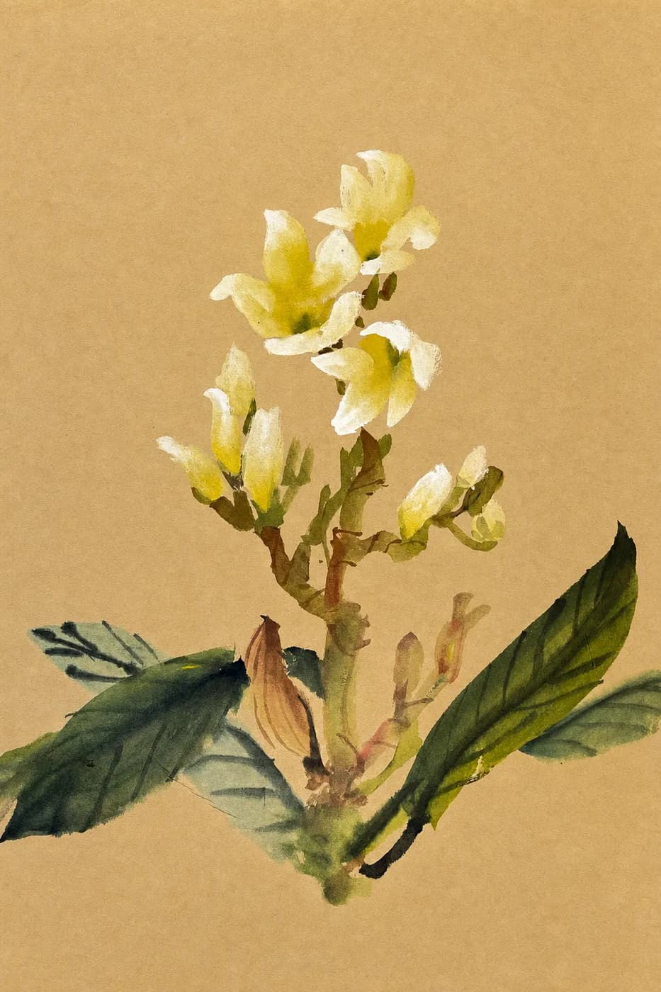 黄花の習作